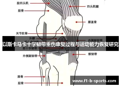 以斯卡马卡十字韧带重伤康复过程与运动能力恢复研究